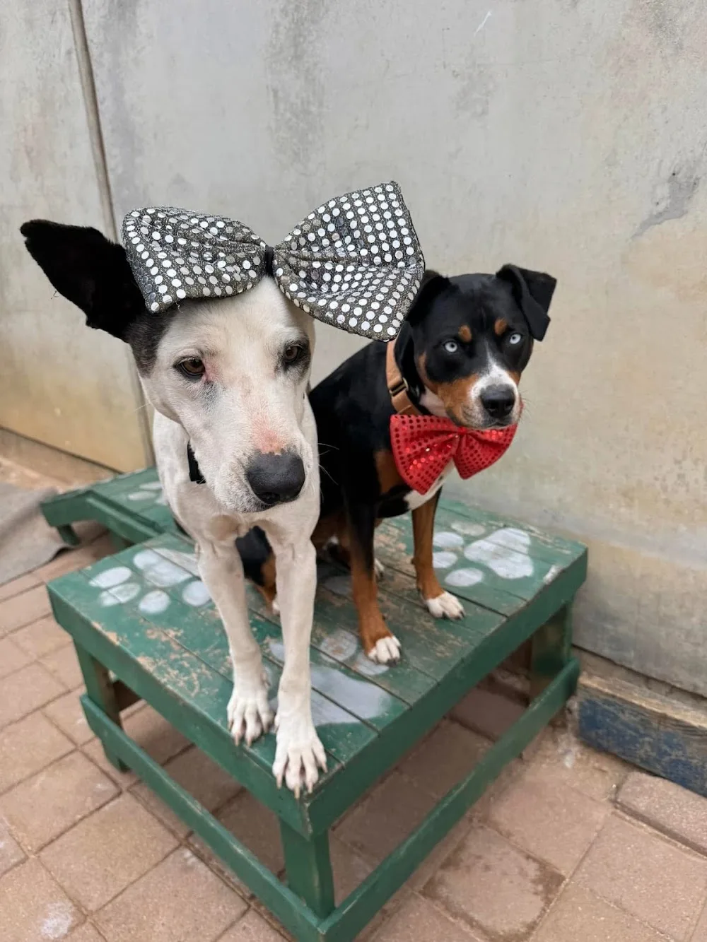 Diamond Paws Australia - Australia pet otel görseli 2
