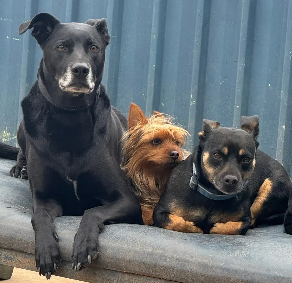 Diamond Paws Australia - Australia pet otel görseli 3
