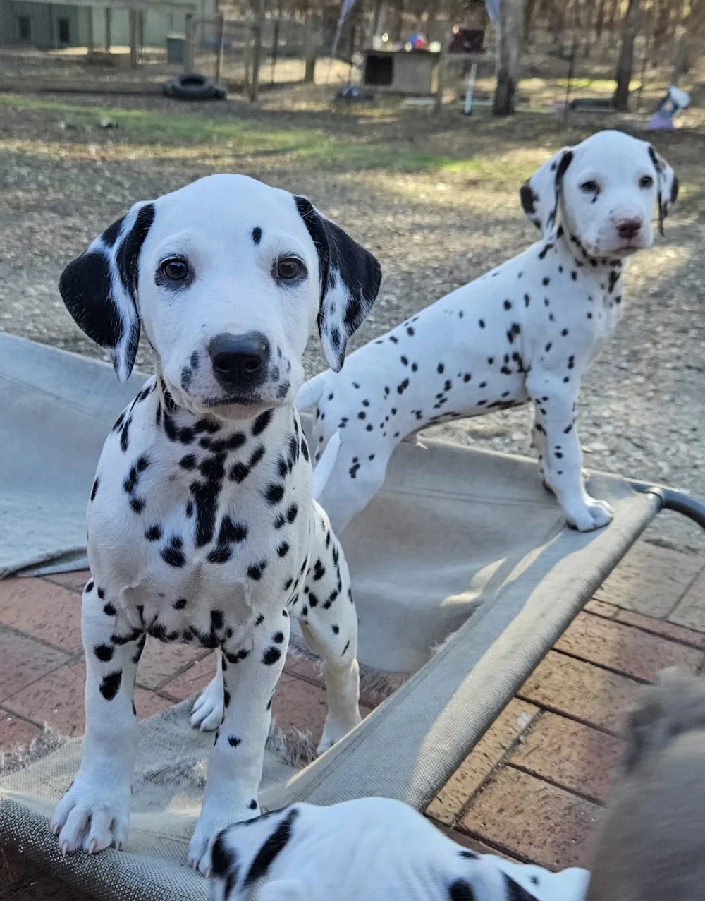 Dimadal Kennels - Australia pet otel görseli 2