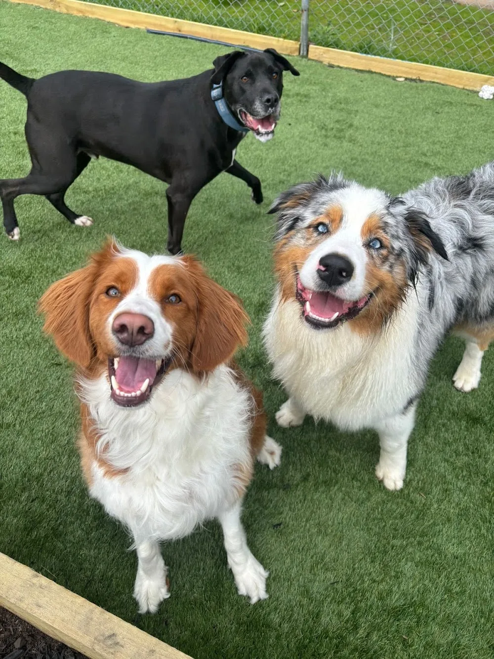 Dogdayz Dog Boarding - Lysterfield - Australia pet otel görseli 3
