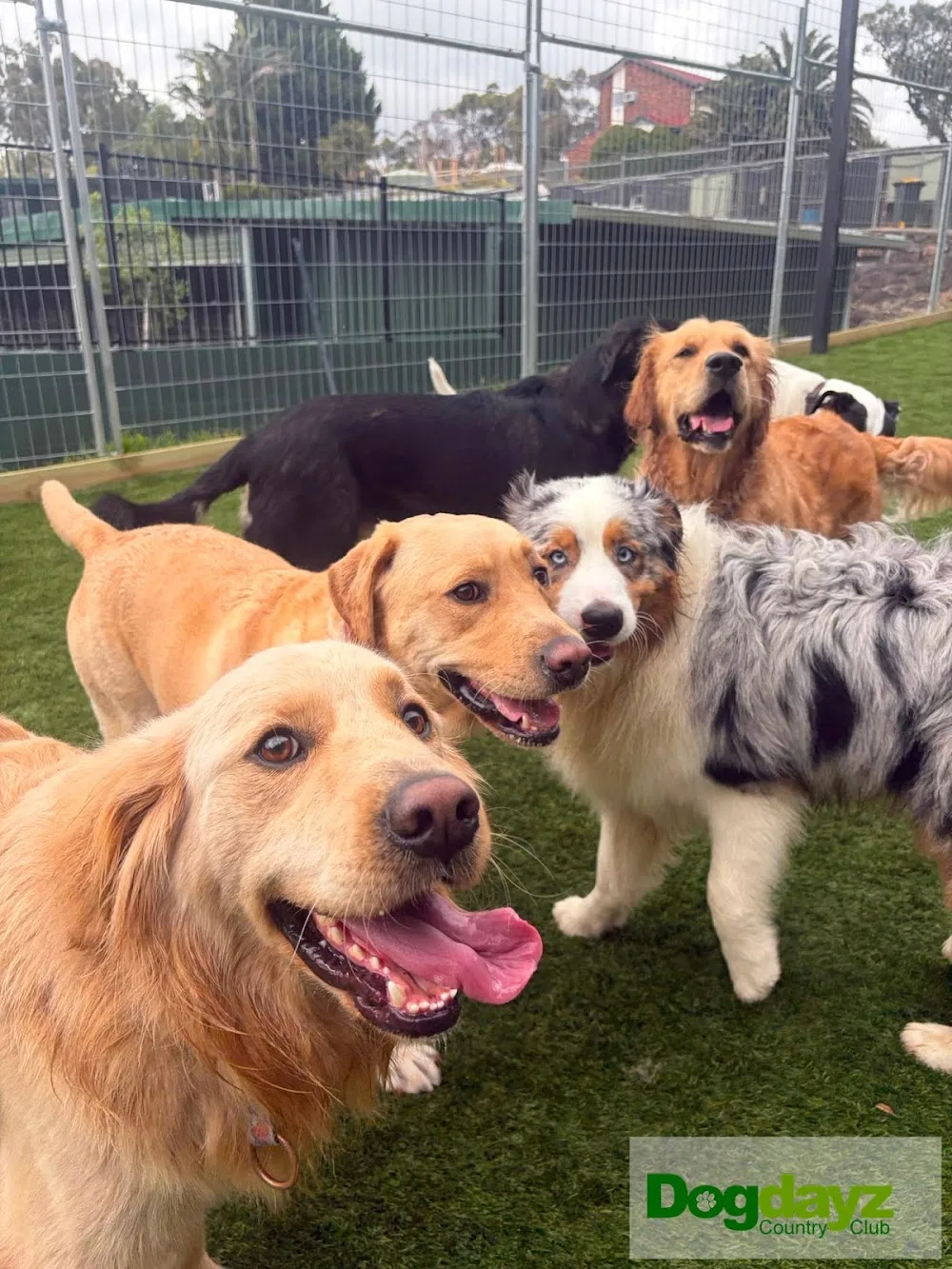 Dogdayz Dog Boarding - Lysterfield - Australia pet otel görseli 10