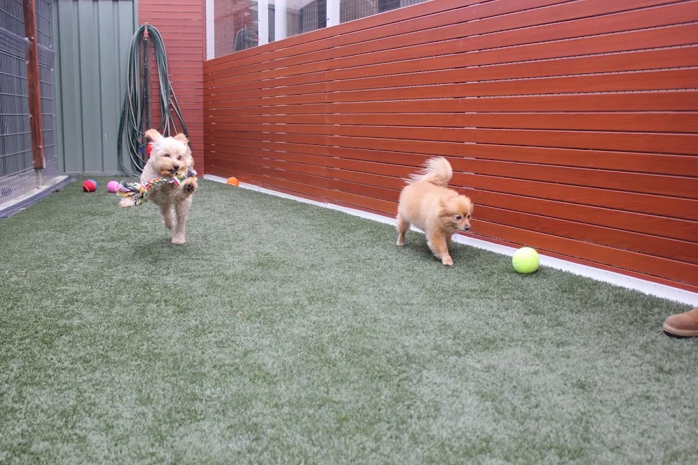 Dogs Country Club & Kennel Resort - Australia pet otel görseli 4