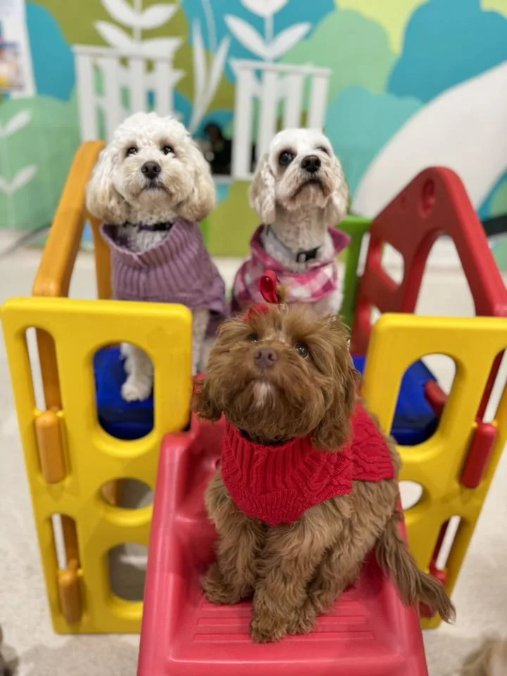 Dogs HQ - South Melbourne - Australia pet otel görseli 7