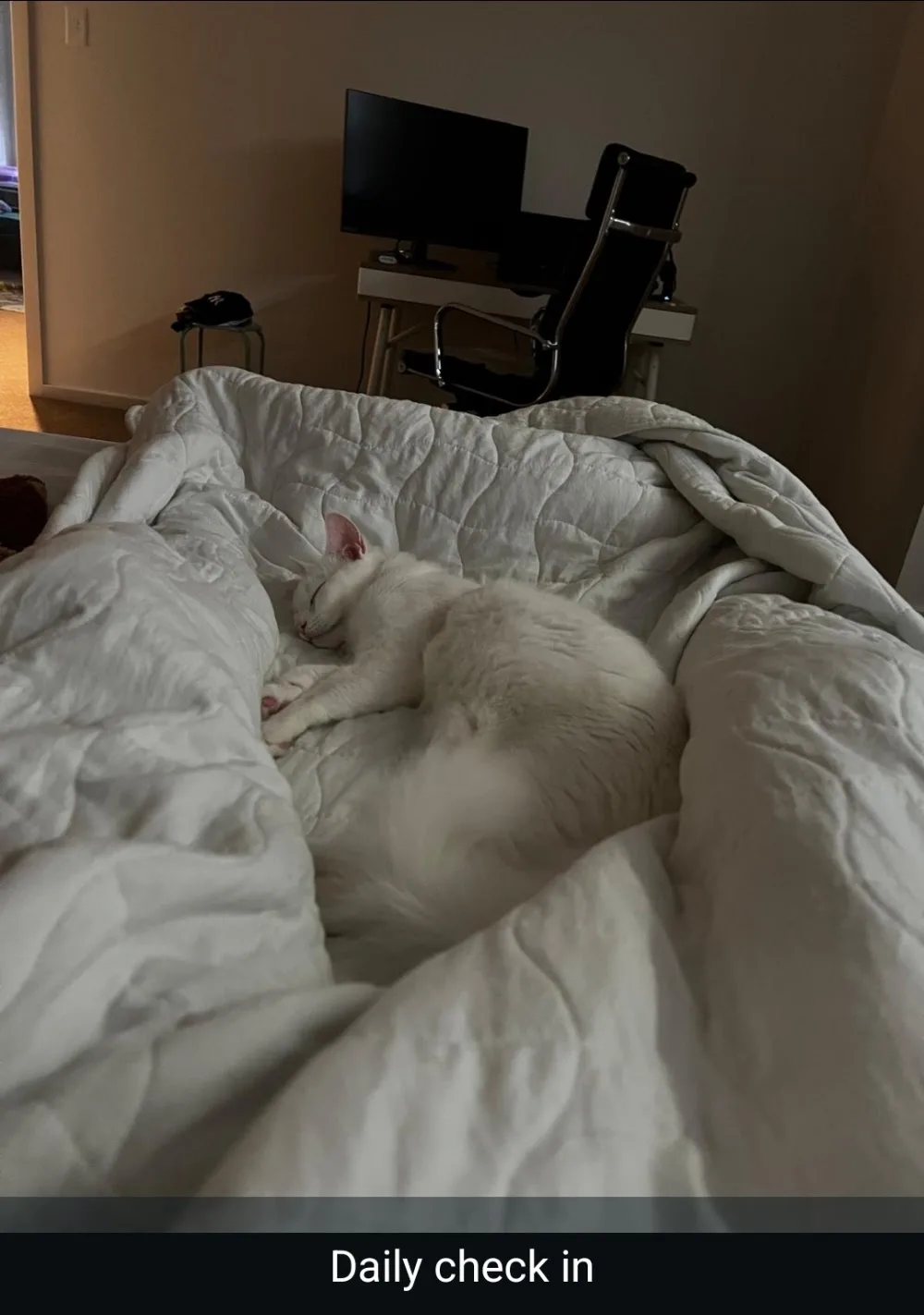 Feline Retreat - Australia pet otel görseli 3