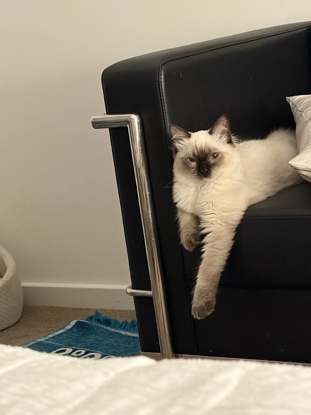 Feline Retreat - Australia pet otel görseli 6