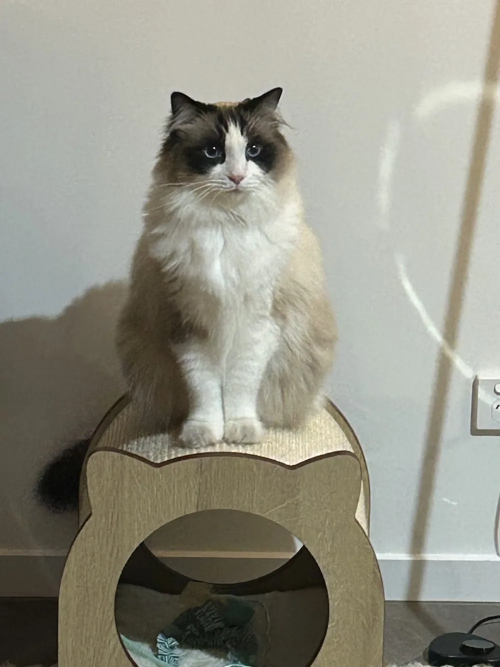 Felinee Guest House for Cats - Australia pet otel görseli 3