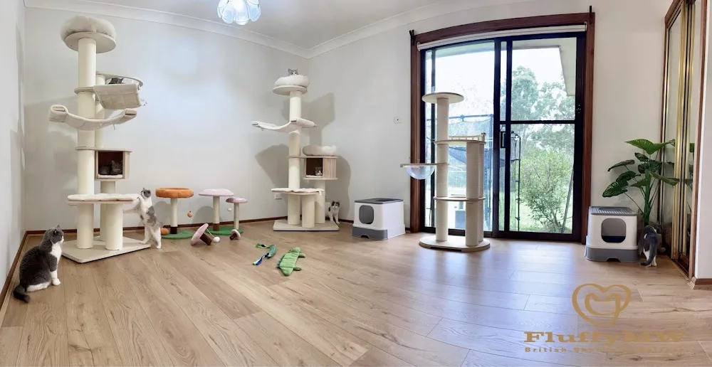FluffyMW Cattery Boarding - Australia pet otel görseli 7