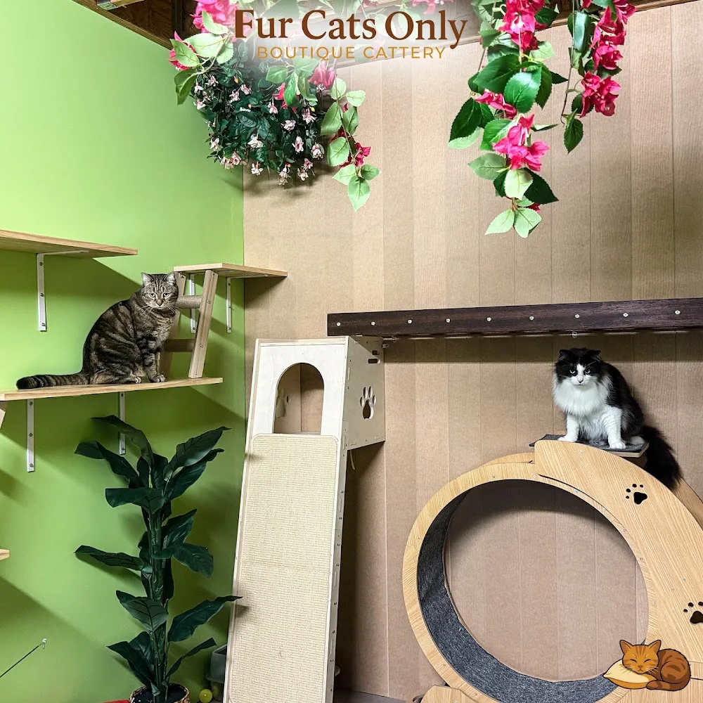 Fur Cats Only Boutique Cattery - Australia pet otel görseli 3
