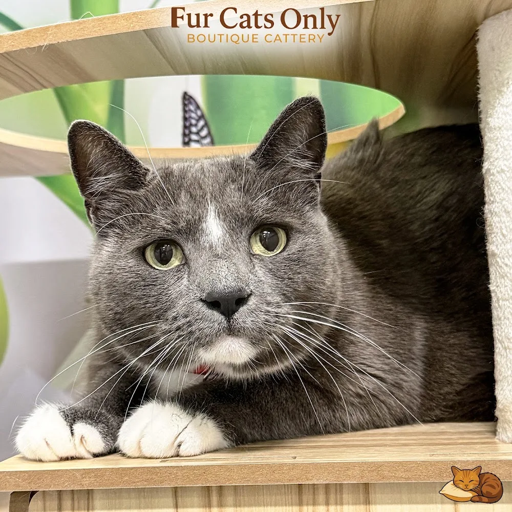 Fur Cats Only Boutique Cattery - Australia pet otel görseli 6