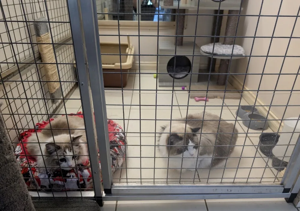 Gold Class Cattery - Australia pet otel görseli 3
