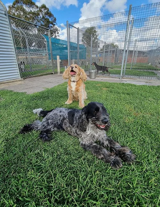 Greenacre Kennels - Australia pet otel görseli 3