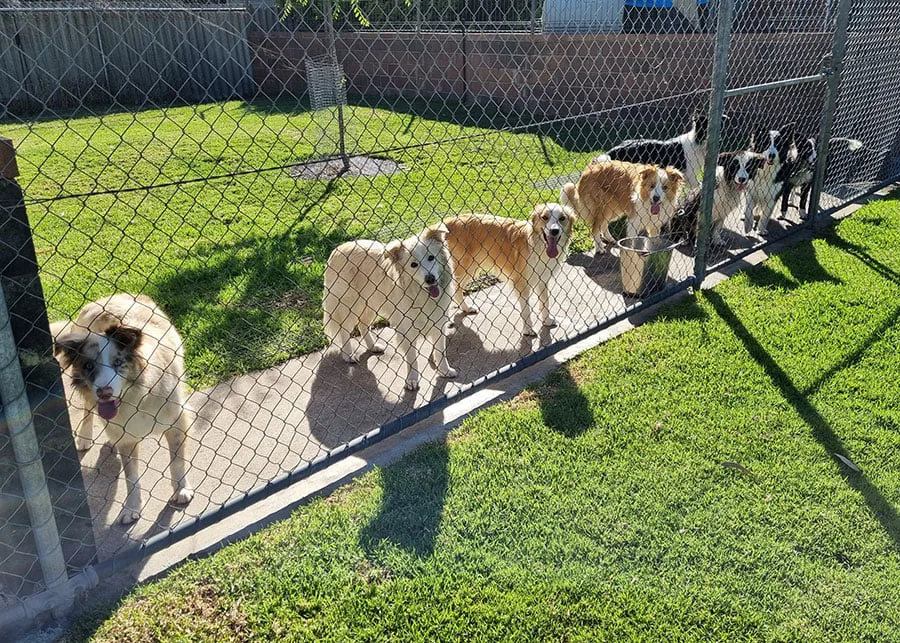 Greenacre Kennels - Australia pet otel görseli 6