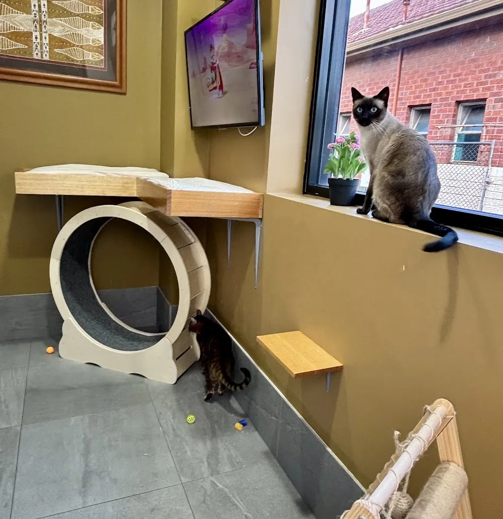Hotel for Cats - Australia pet otel görseli 3