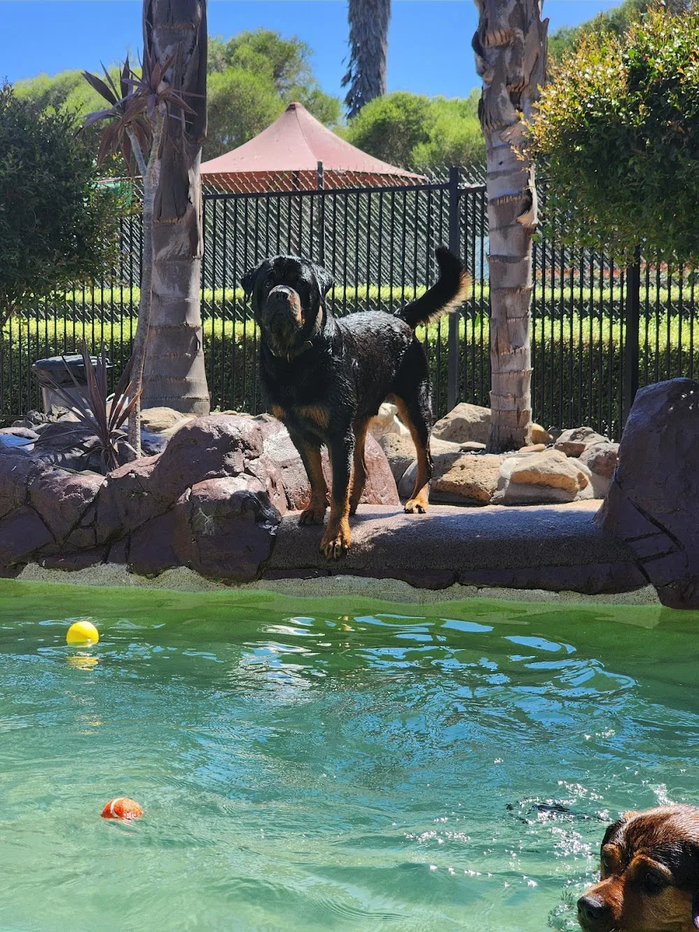 Kepala - Australia pet otel görseli 11