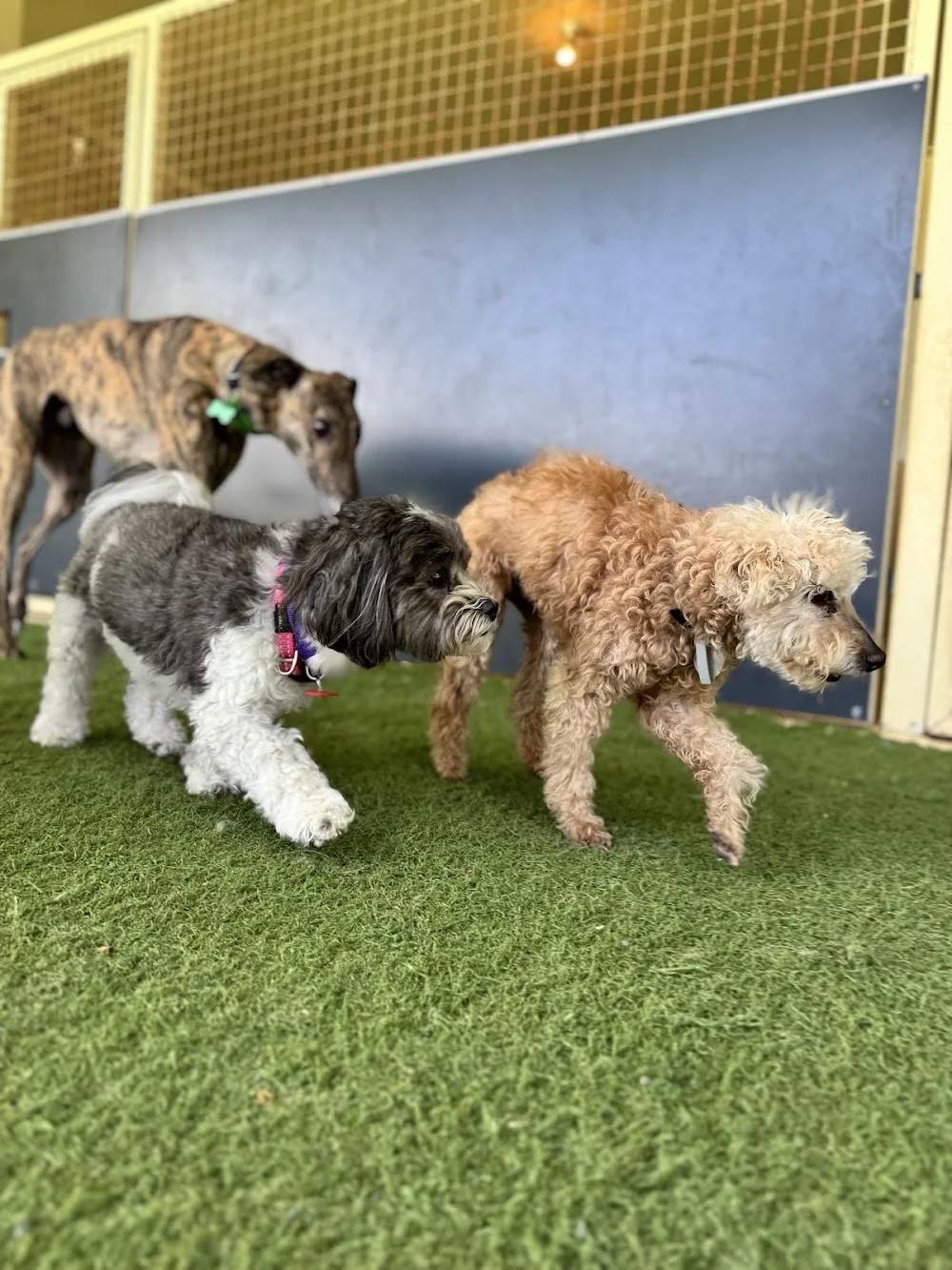 Kip Adelaide Hills Dog Boarding - Australia pet otel görseli 3
