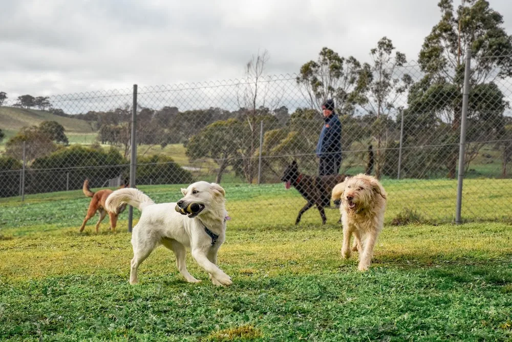 Kip Adelaide Hills Dog Boarding - Australia pet otel görseli 6