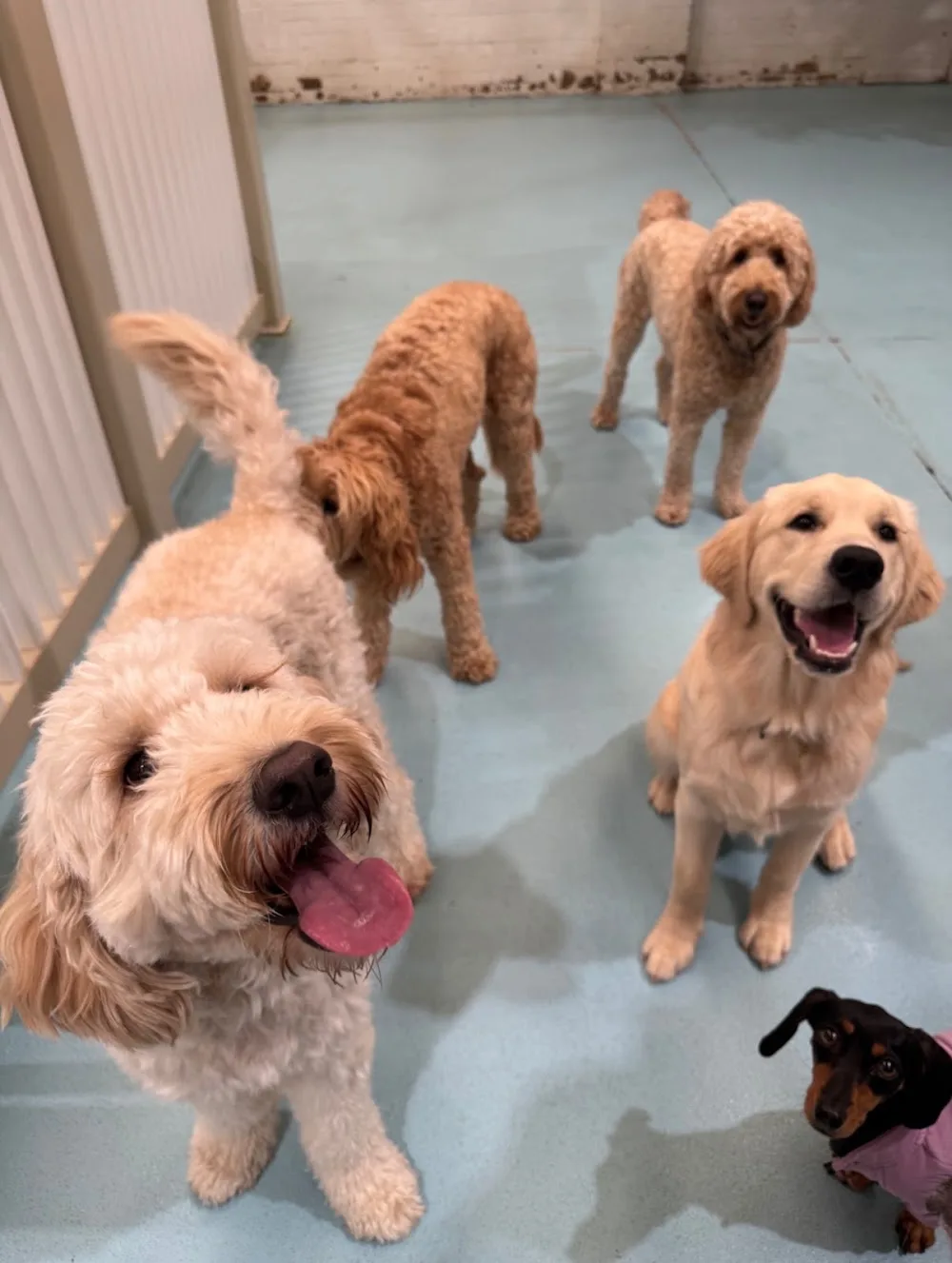 Kip Alexandria Dog Daycare - Australia pet otel görseli 2