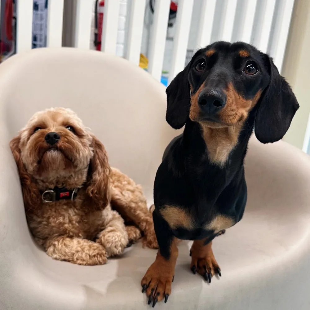 Kip Alexandria Dog Daycare - Australia pet otel görseli 9