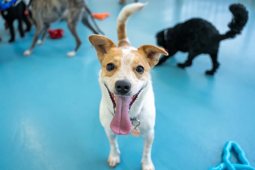 Kip Bayside Dog Daycare & Boarding - Australia pet otel görseli 3