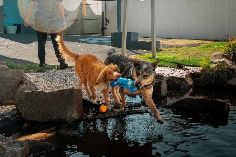 Kip Hunter Valley Cat & Dog Boarding - Australia pet otel görseli 2
