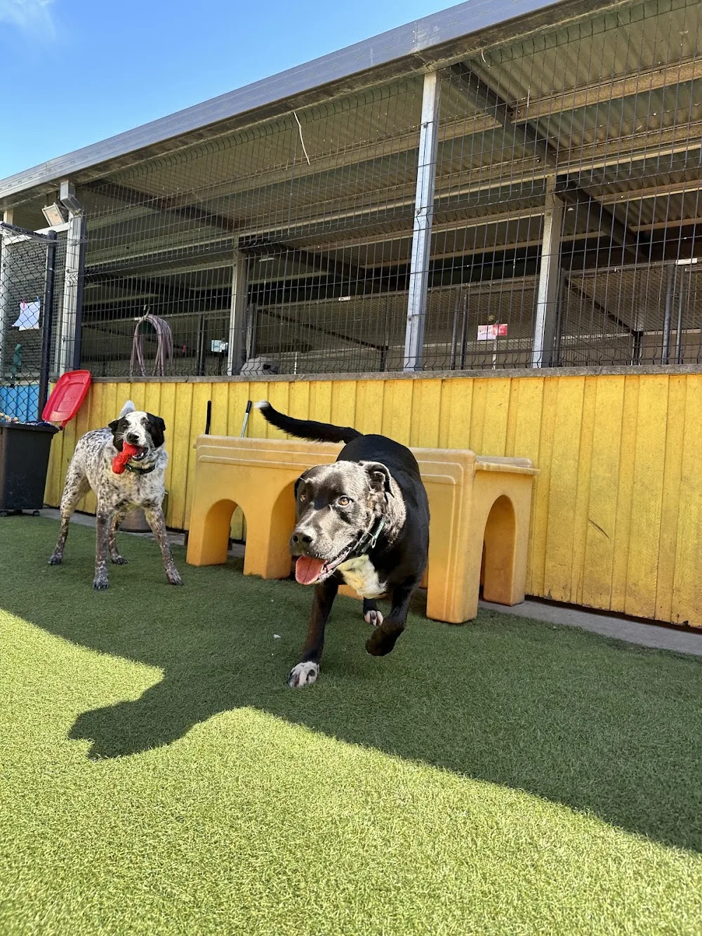 Kip Melbourne South East Cat & Dog Boarding - Australia pet otel görseli 7