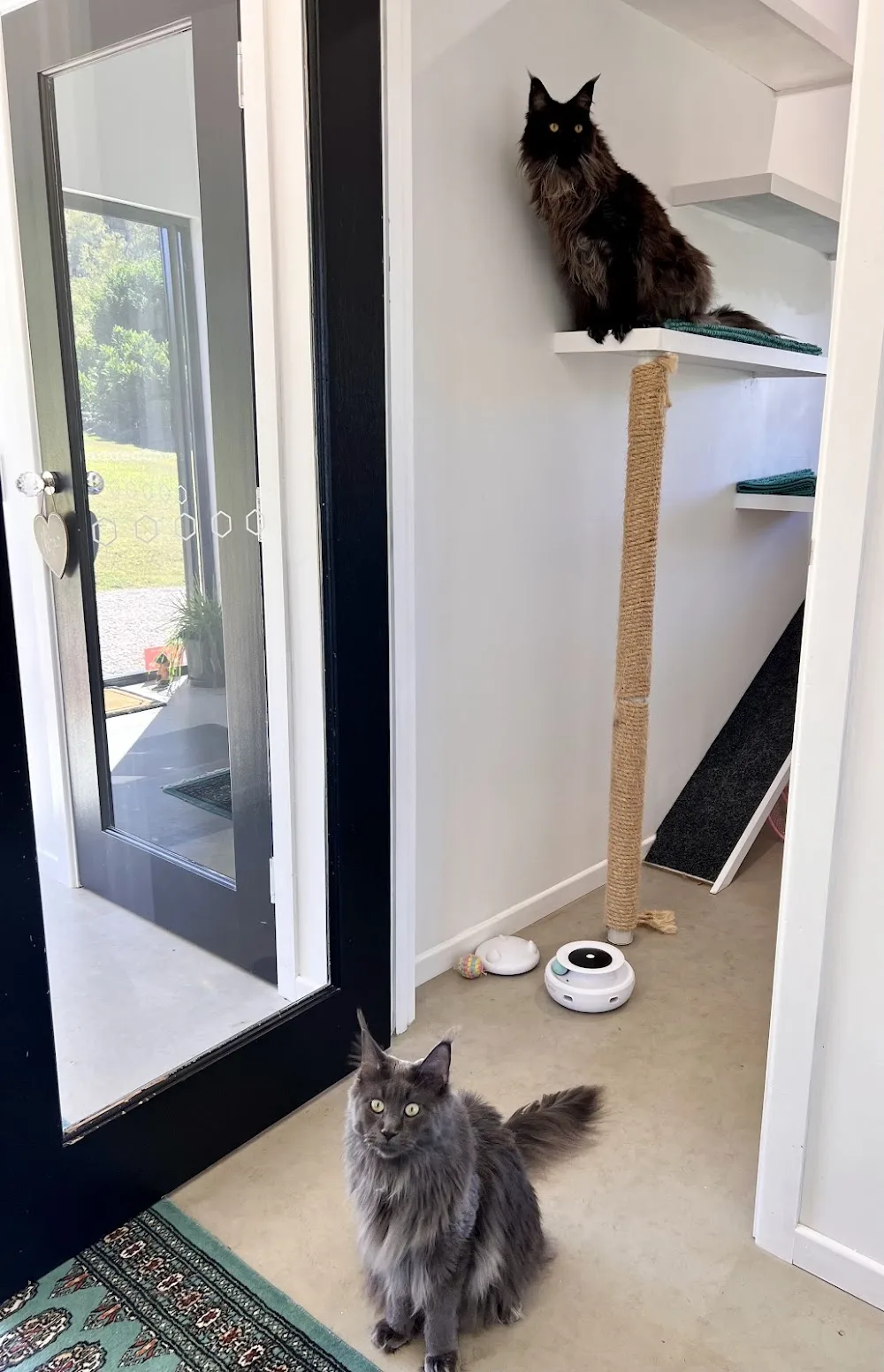 Kitty Cattery Australia - Australia pet otel görseli 3