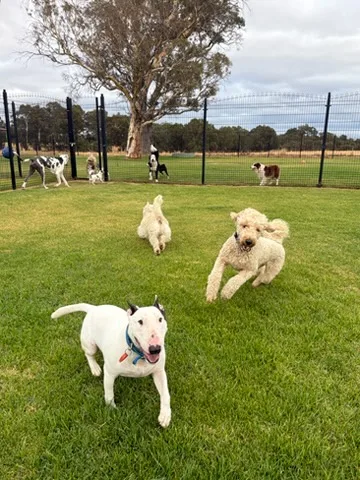 Max's Kennel Club - Australia pet otel görseli 2
