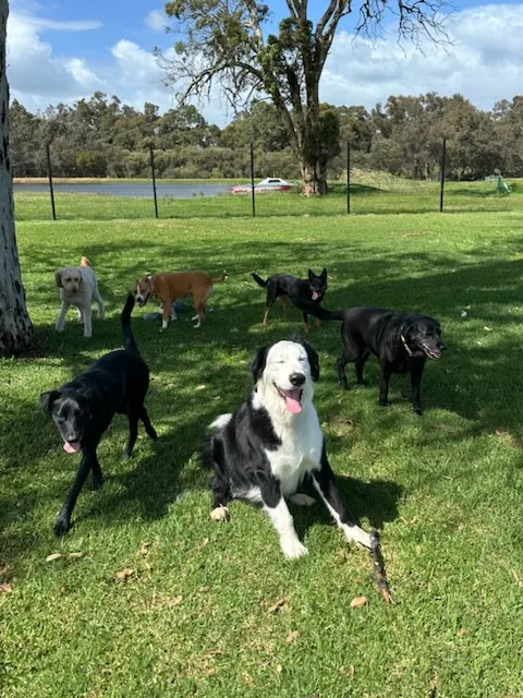 Max's Kennel Club - Australia pet otel görseli 3