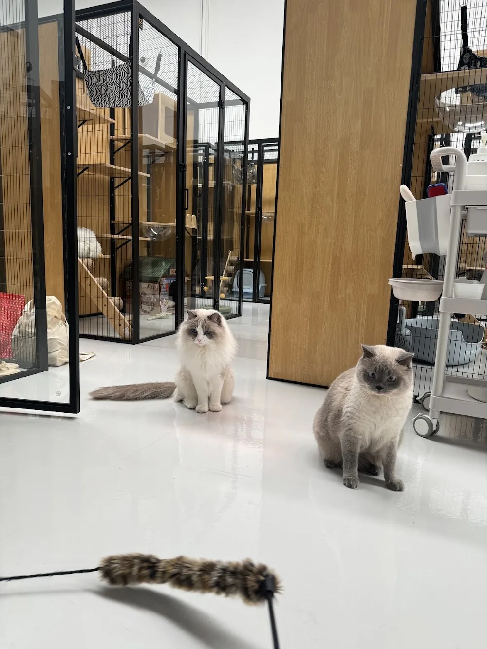 Meow Cat Hotel - Australia pet otel görseli 3