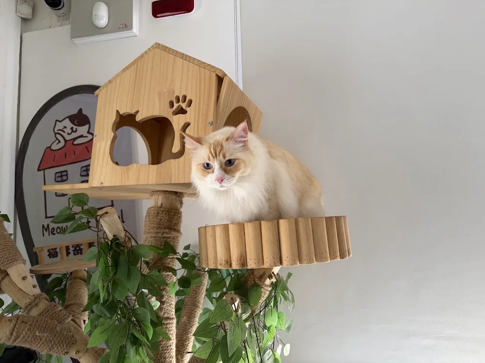 Meow Cat Hotel - Australia pet otel görseli 6