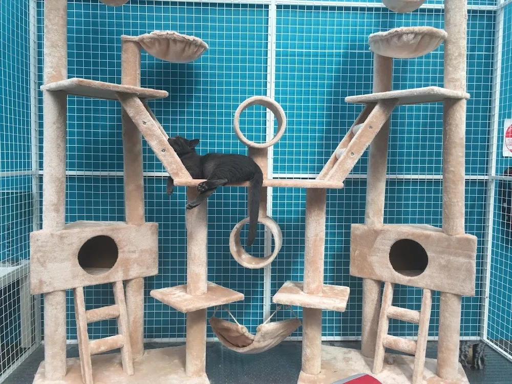 Meow Mansion - Australia pet otel görseli 6