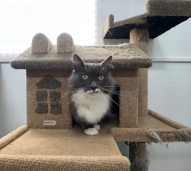 Meow Mansion - Australia pet otel görseli 11