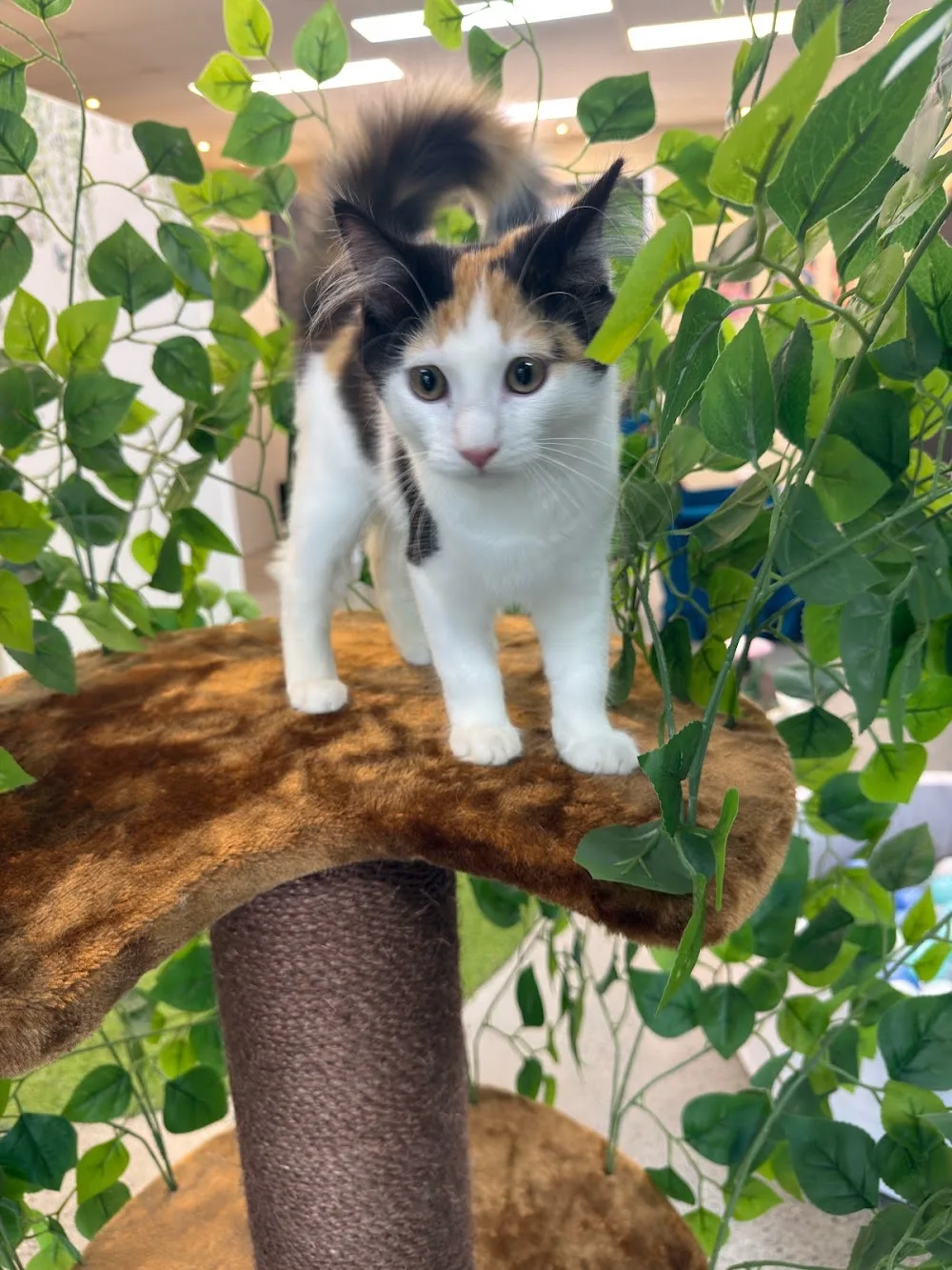 Meow Meow Hotel - Australia pet otel görseli 3