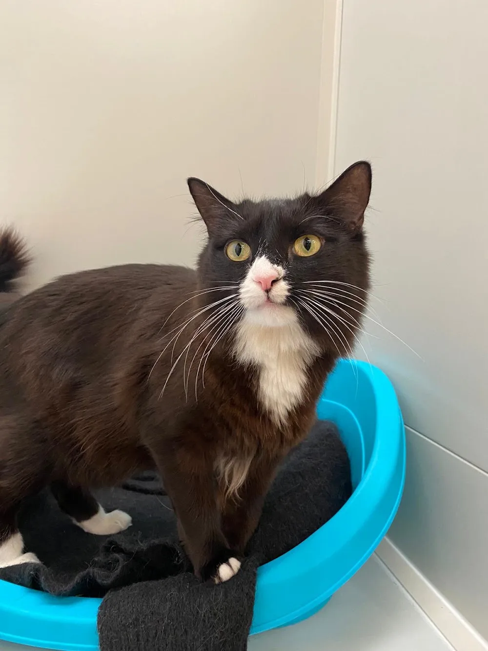 Meowhaus Cattery - Australia pet otel görseli 3