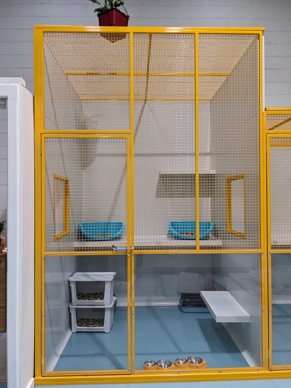 Meowhaus Cattery - Australia pet otel görseli 10