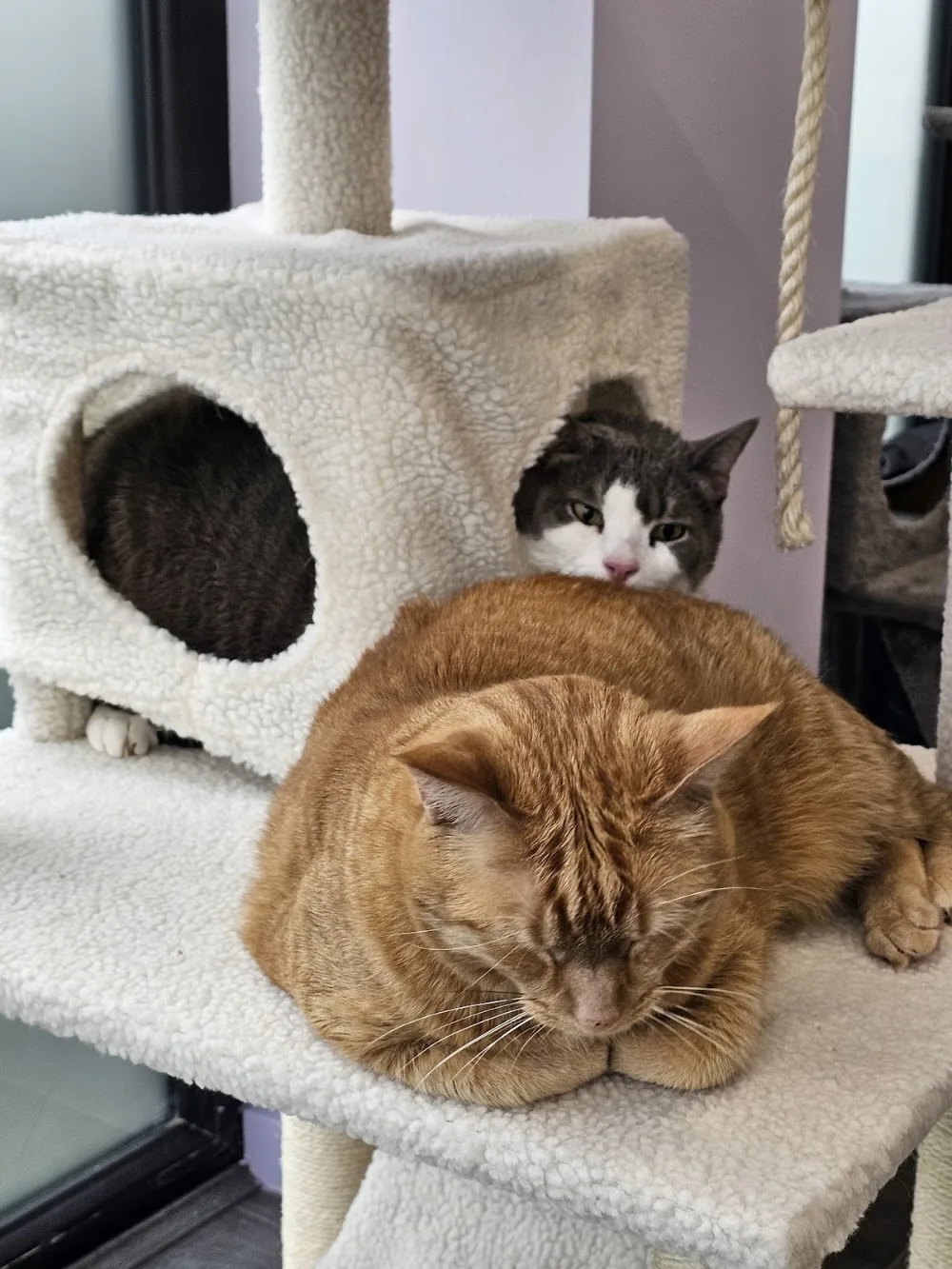 MIAOW Cat Resort - Australia pet otel görseli 3