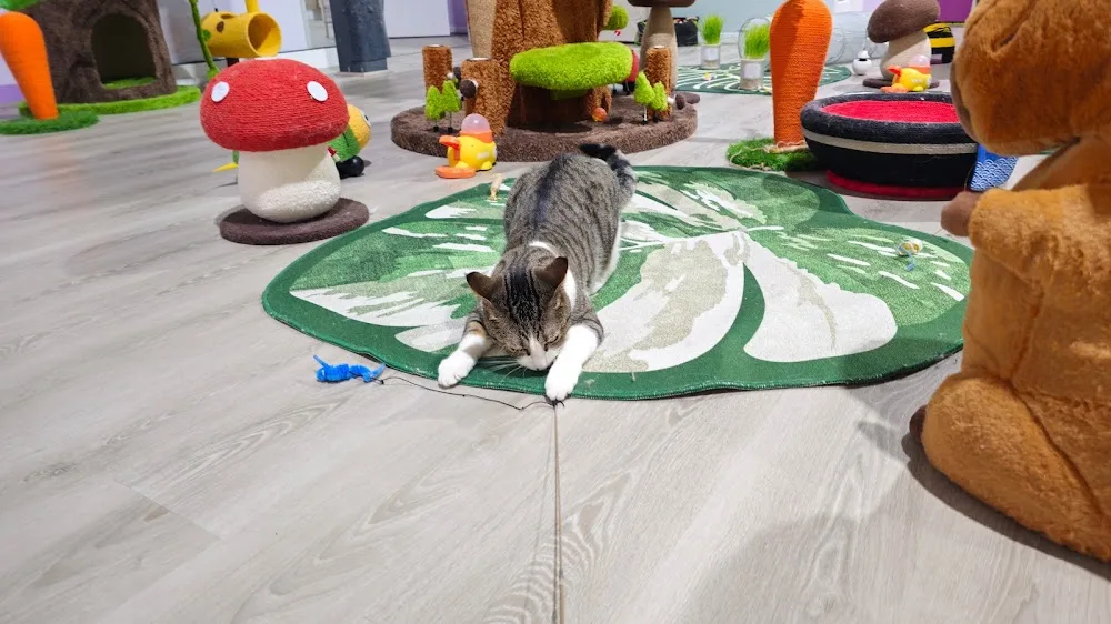 Neko Cat Hotel - Melbourne West - Australia pet otel görseli 6