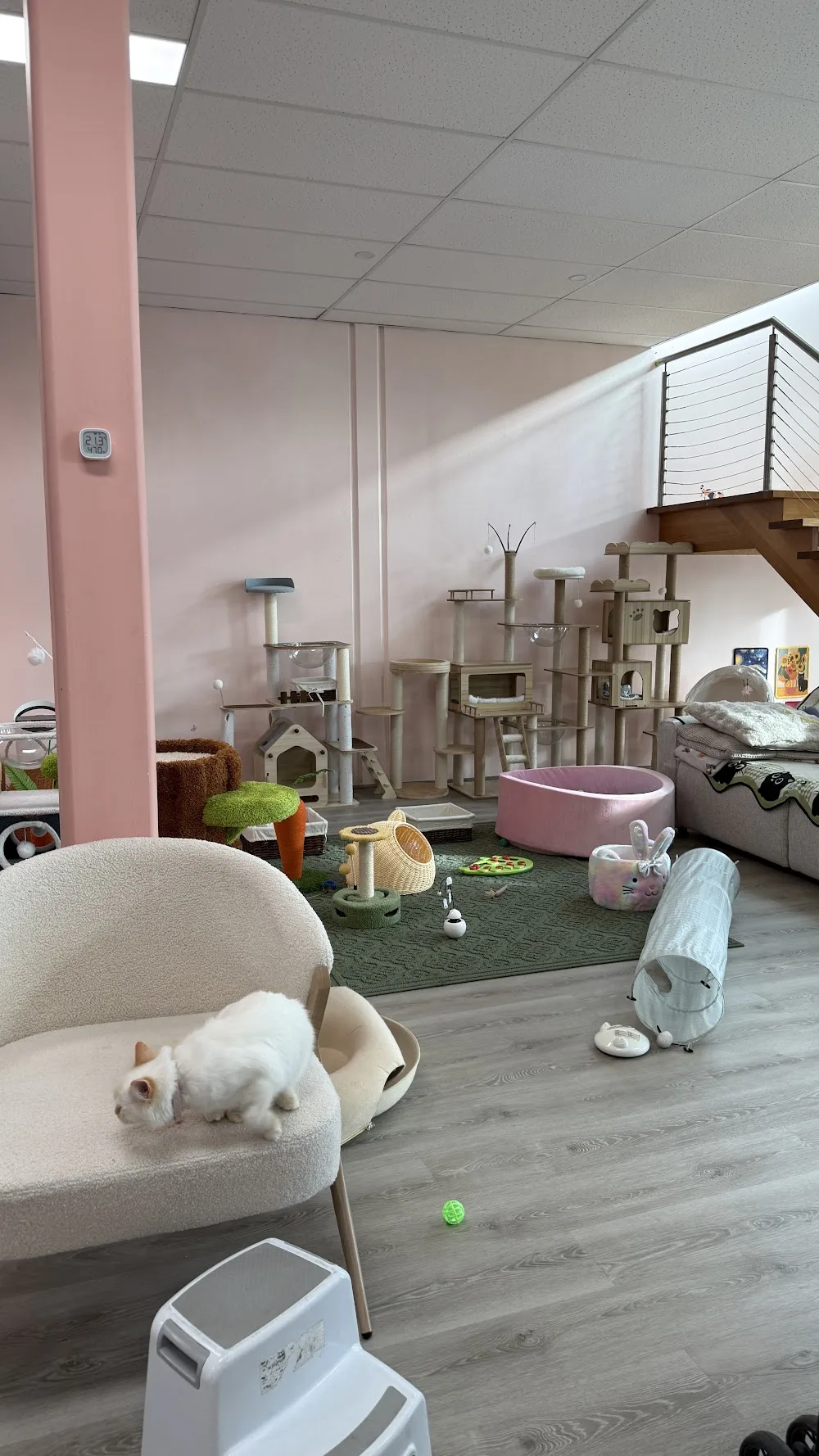 Neko Cat Hotel - Melbourne West - Australia pet otel görseli 11
