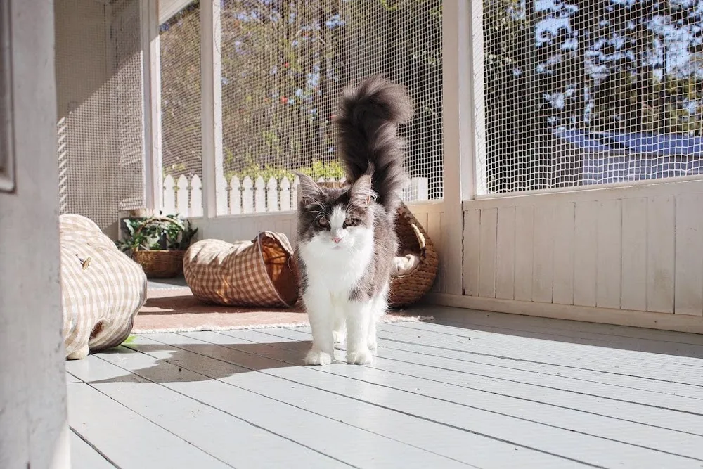 Noosa Country Cat Hotel - Australia pet otel görseli 2
