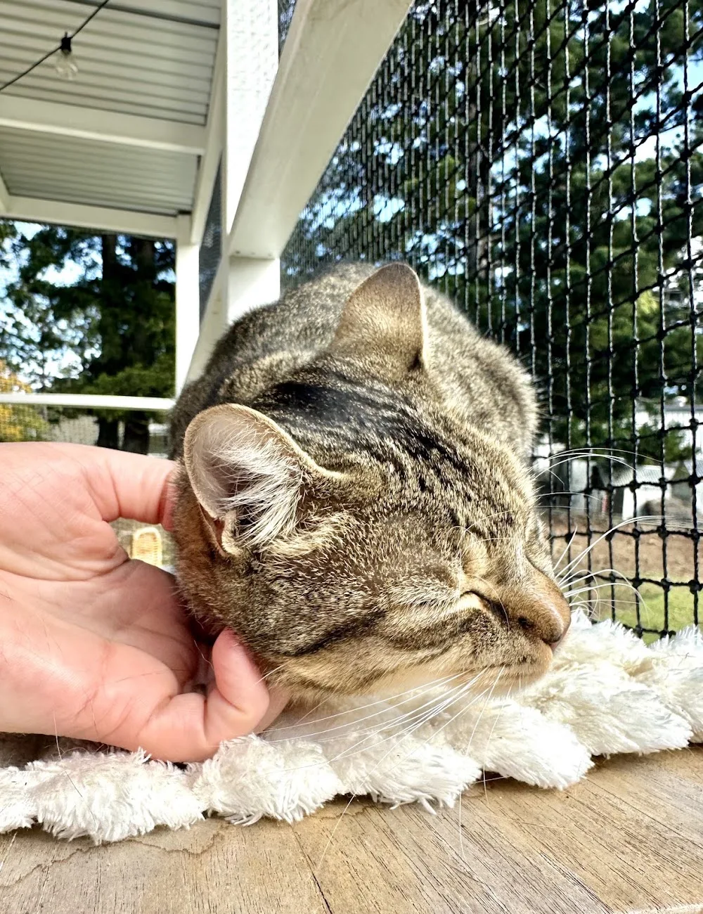 Noosa Country Cat Hotel - Australia pet otel görseli 3