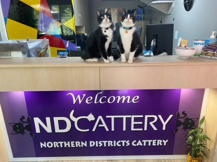 Northern Districts Cattery - Australia pet otel görseli 6