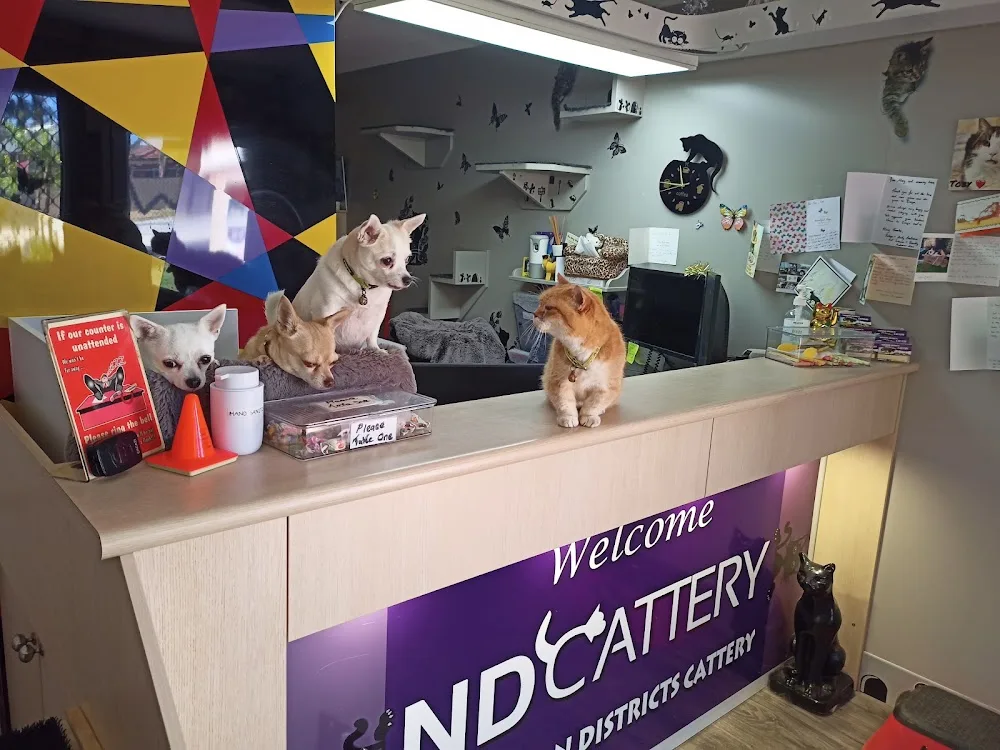 Northern Districts Cattery - Australia pet otel görseli 7