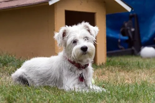 Palmdale Boarding Kennels - Australia pet otel görseli 2