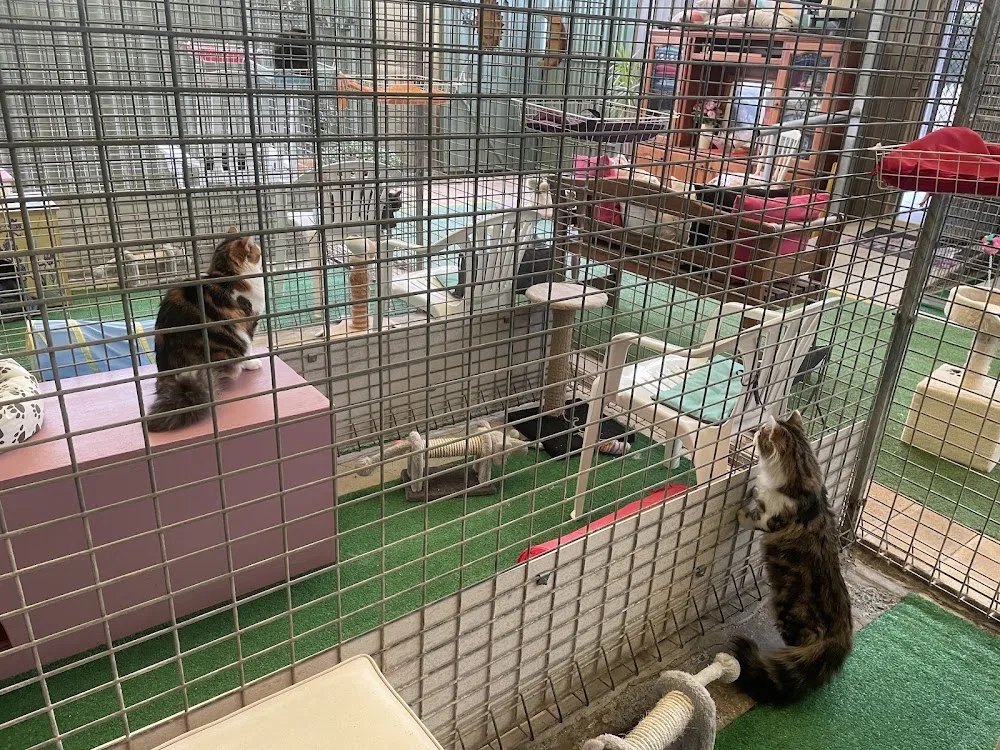 Pampered Cats Cattery - Australia pet otel