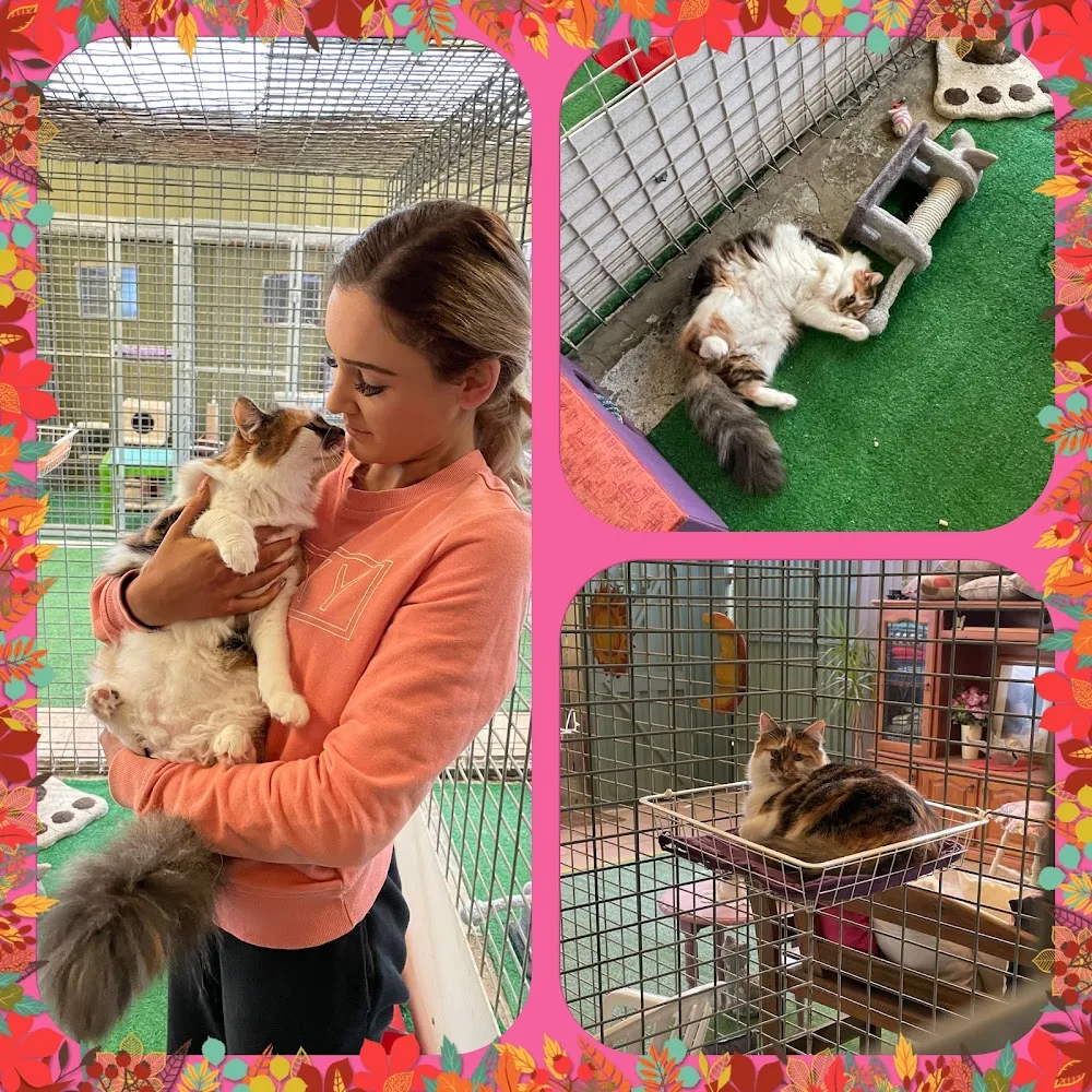 Pampered Cats Cattery - Australia pet otel görseli 3
