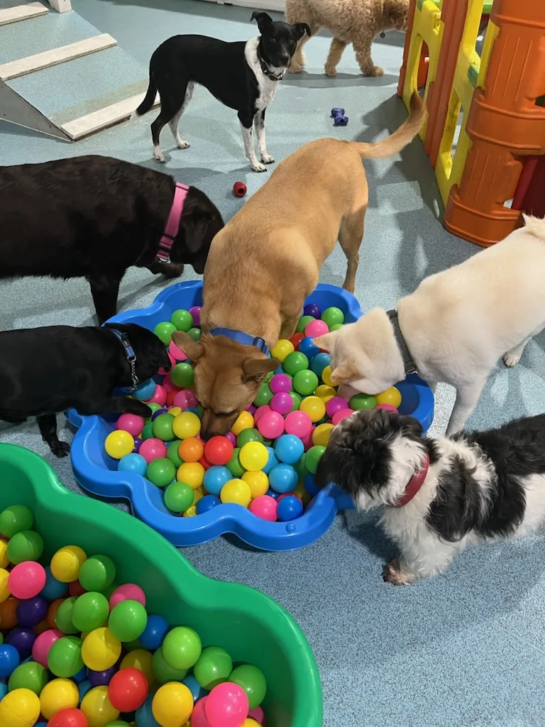 Paws N Play SA Doggy Day Care & Dog Boarding - Australia pet otel görseli 2