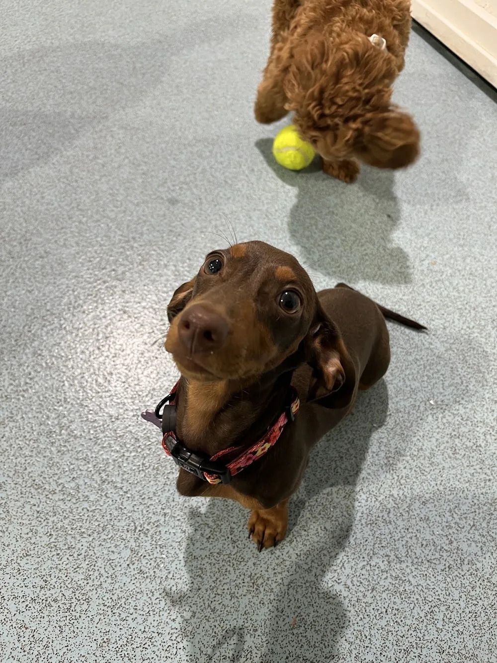 Paws N Play SA Doggy Day Care & Dog Boarding - Australia pet otel görseli 3