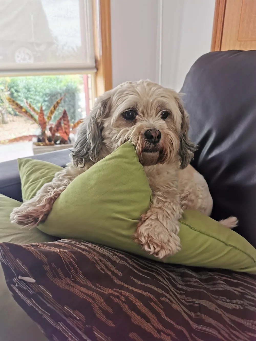 Pentland Hills Pet Resort - Australia pet otel