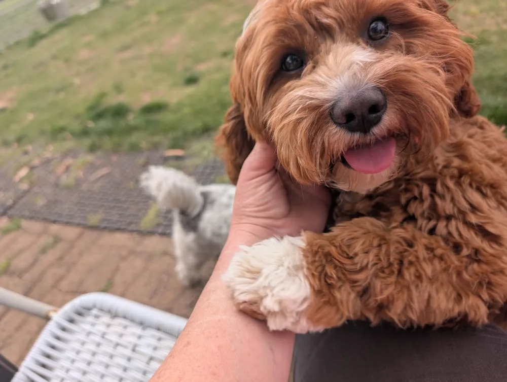 Pentland Hills Pet Resort - Australia pet otel görseli 3