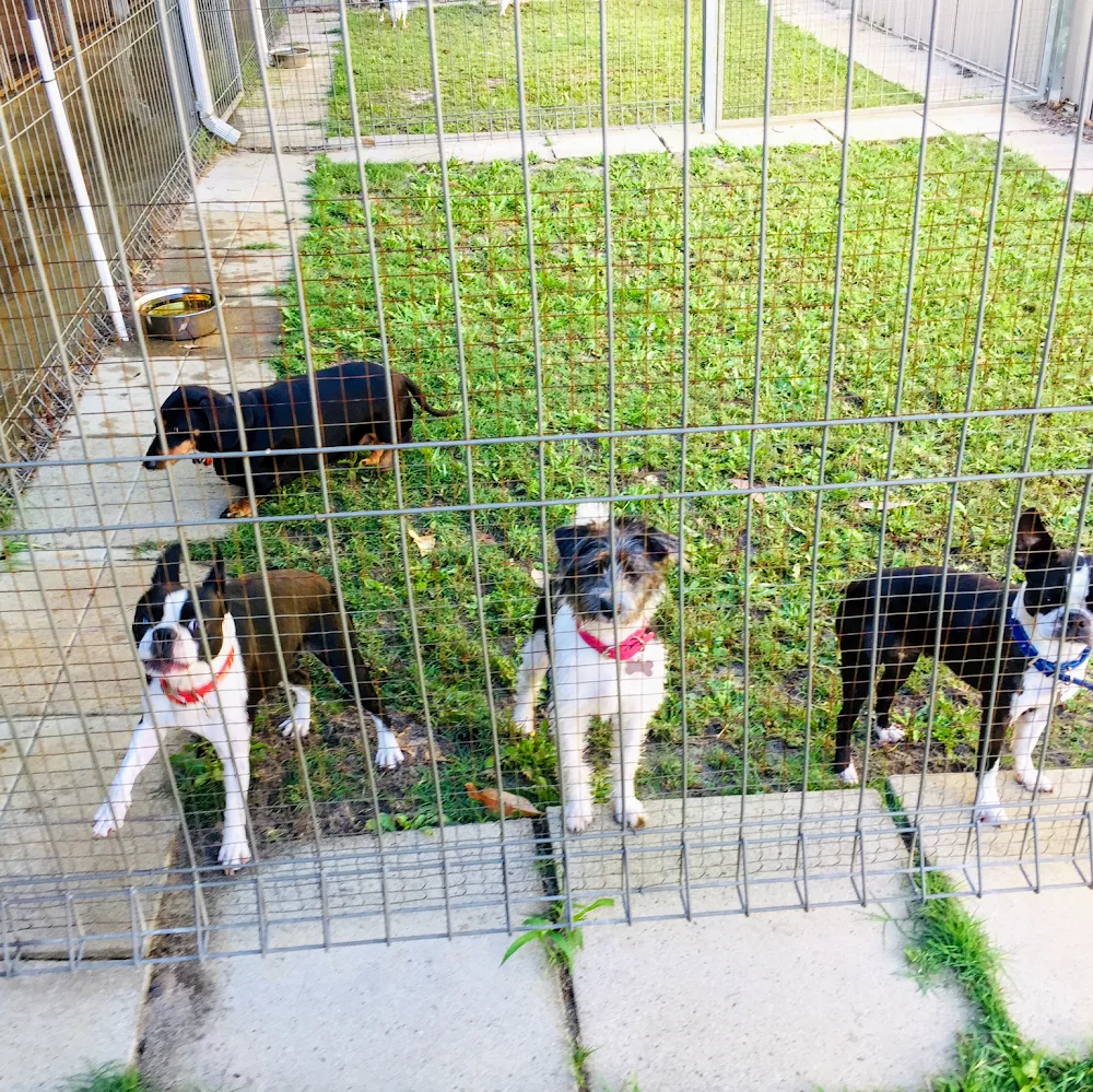 Perth Boarding Kennels - Australia pet otel görseli 3